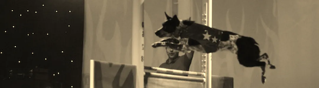 Chris Perondi's Stunt Dog Experience