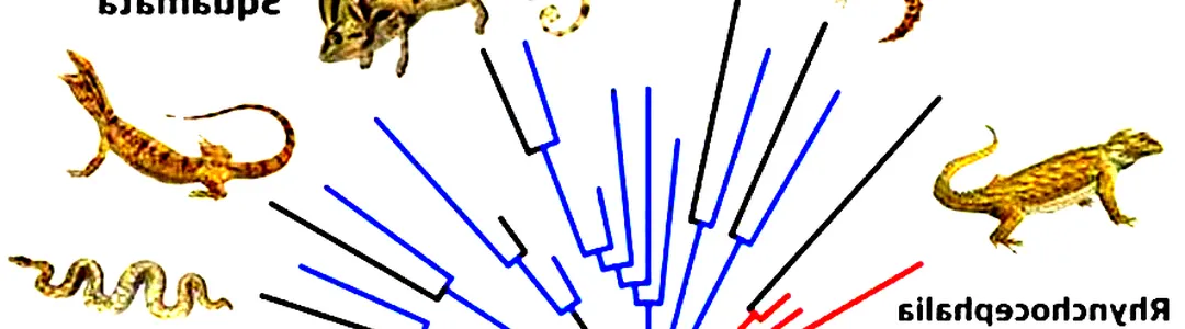 Evolution of a Snake