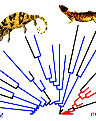 Evolution of a Snake: The Showgirl Experience event