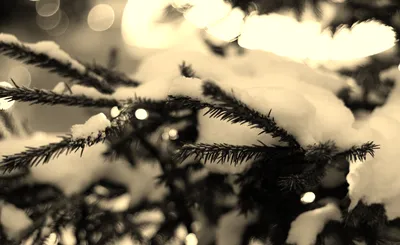 Irving Berlin's White Christmas
