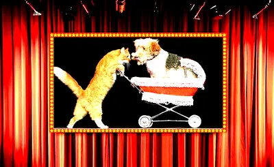 Popovich Comedy Pet Theater