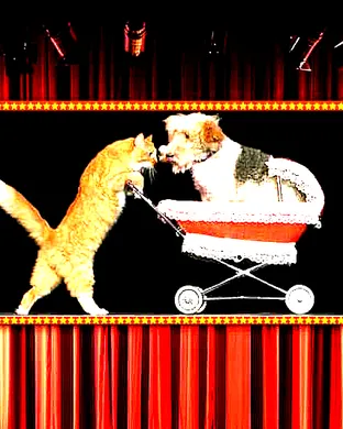 Popovich Comedy Pet Theater