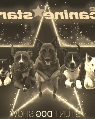 The Canine Stars Stunt Dog Show