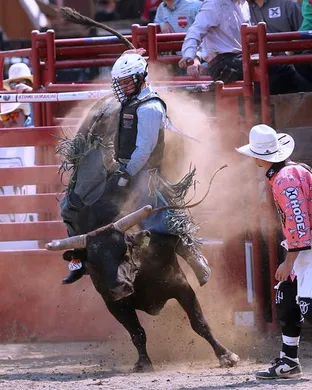 Xtreme Bulls